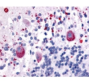 Immunohistochemistry - Anti-5HT7 Receptor Antibody (A283107) - Antibodies.com
