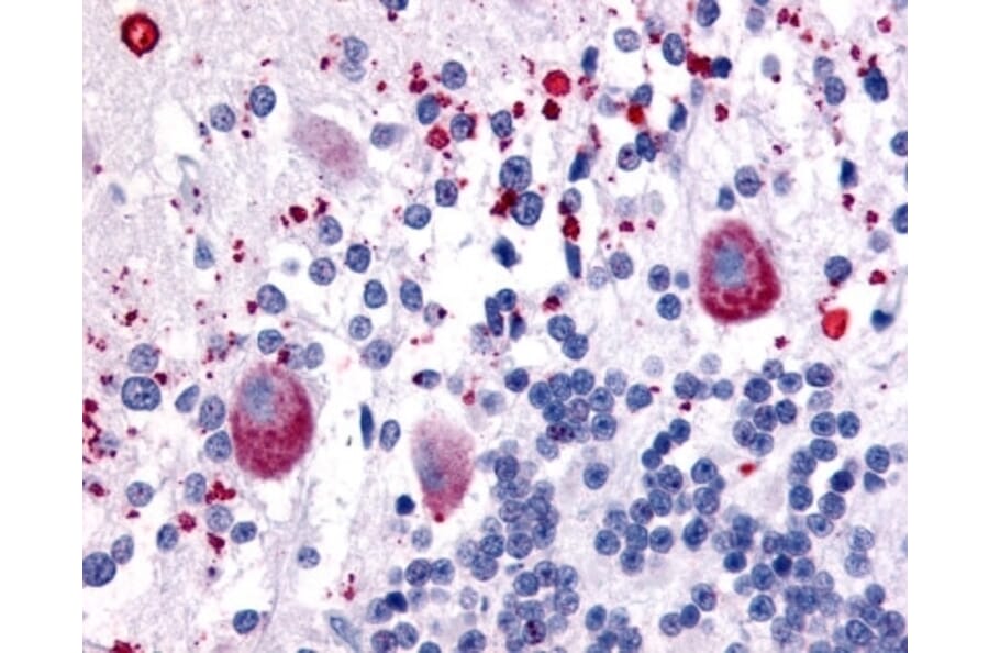 Immunohistochemistry - Anti-5HT7 Receptor Antibody (A283107) - Antibodies.com