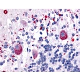 Immunohistochemistry - Anti-5HT7 Receptor Antibody (A283107) - Antibodies.com