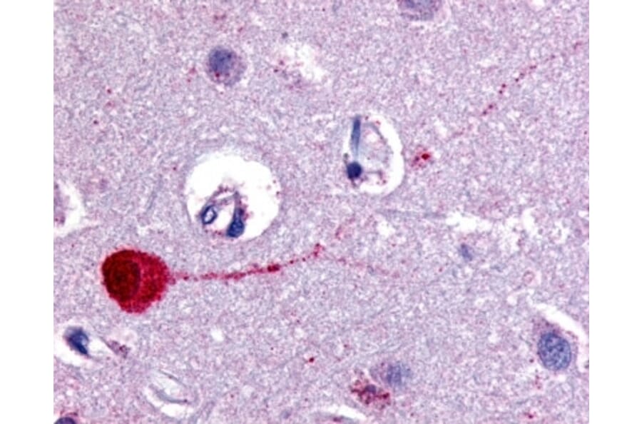 Immunohistochemistry - Anti-Muscarinic Acetylcholine Receptor M3 / CHRM3 Antibody (A283110) - Antibodies.com