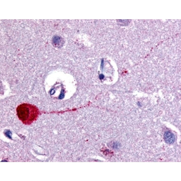 Immunohistochemistry - Anti-Muscarinic Acetylcholine Receptor M3 / CHRM3 Antibody (A283110) - Antibodies.com