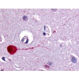 Immunohistochemistry - Anti-Muscarinic Acetylcholine Receptor M3 / CHRM3 Antibody (A283110) - Antibodies.com