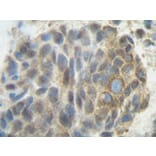 Immunohistochemistry - Anti-PLGF Antibody - BSA and Azide free (A283112) - Antibodies.com