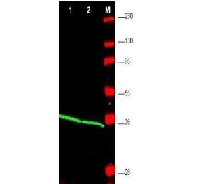Western Blot - Anti-PCNA Antibody (A283116) - Antibodies.com