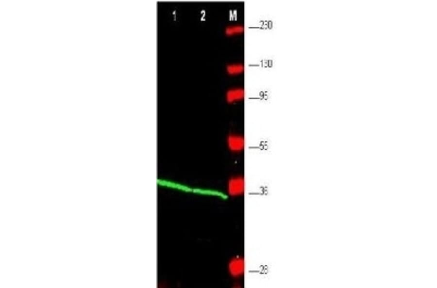 Western Blot - Anti-PCNA Antibody (A283116) - Antibodies.com
