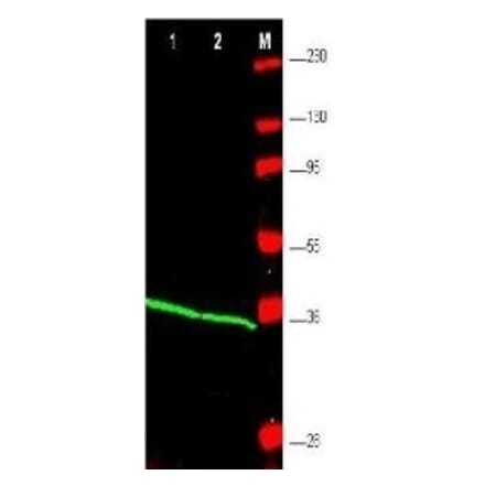 Western Blot - Anti-PCNA Antibody (A283116) - Antibodies.com