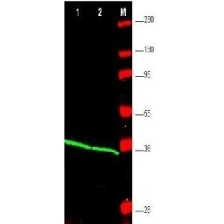 Western Blot - Anti-PCNA Antibody (A283116) - Antibodies.com