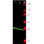 Western Blot - Anti-PCNA Antibody (A283116) - Antibodies.com