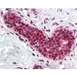 Immunohistochemistry - Anti-PCNA Antibody (A283116) - Antibodies.com