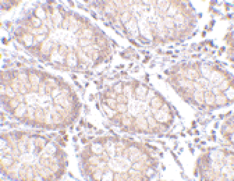 Immunohistochemistry - Anti-CCK4 Antibody (A283125) - Antibodies.com