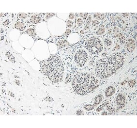 Immunohistochemistry - Anti-IL-33 Antibody - BSA and Azide free (A283132) - Antibodies.com