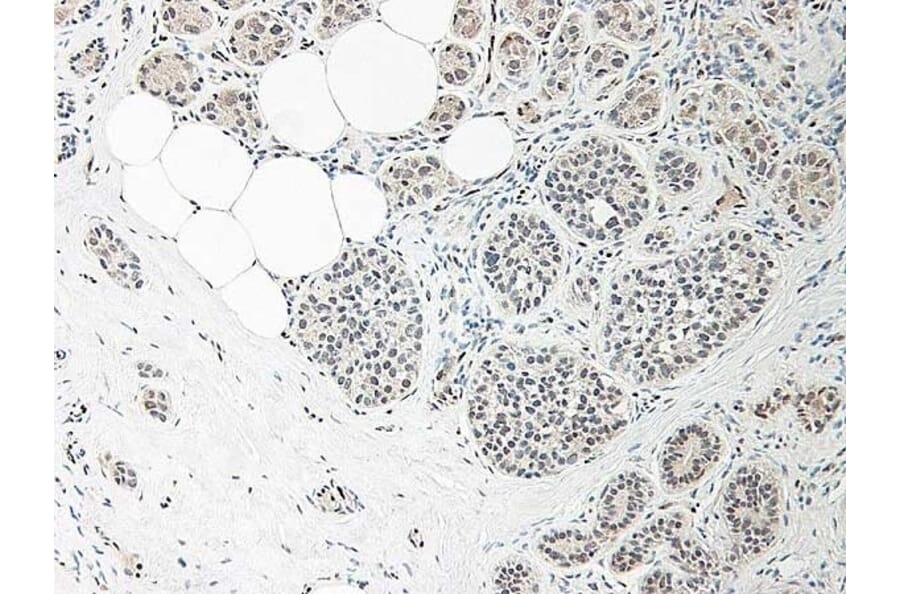 Immunohistochemistry - Anti-IL-33 Antibody - BSA and Azide free (A283132) - Antibodies.com