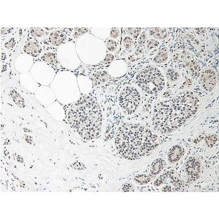 Immunohistochemistry - Anti-IL-33 Antibody - BSA and Azide free (A283132) - Antibodies.com