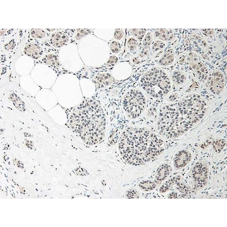 Immunohistochemistry - Anti-IL-33 Antibody - BSA and Azide free (A283132) - Antibodies.com