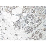 Immunohistochemistry - Anti-IL-33 Antibody - BSA and Azide free (A283132) - Antibodies.com