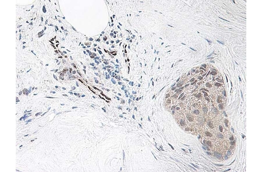 Immunohistochemistry - Anti-IL-33 Antibody - BSA and Azide free (A283132) - Antibodies.com