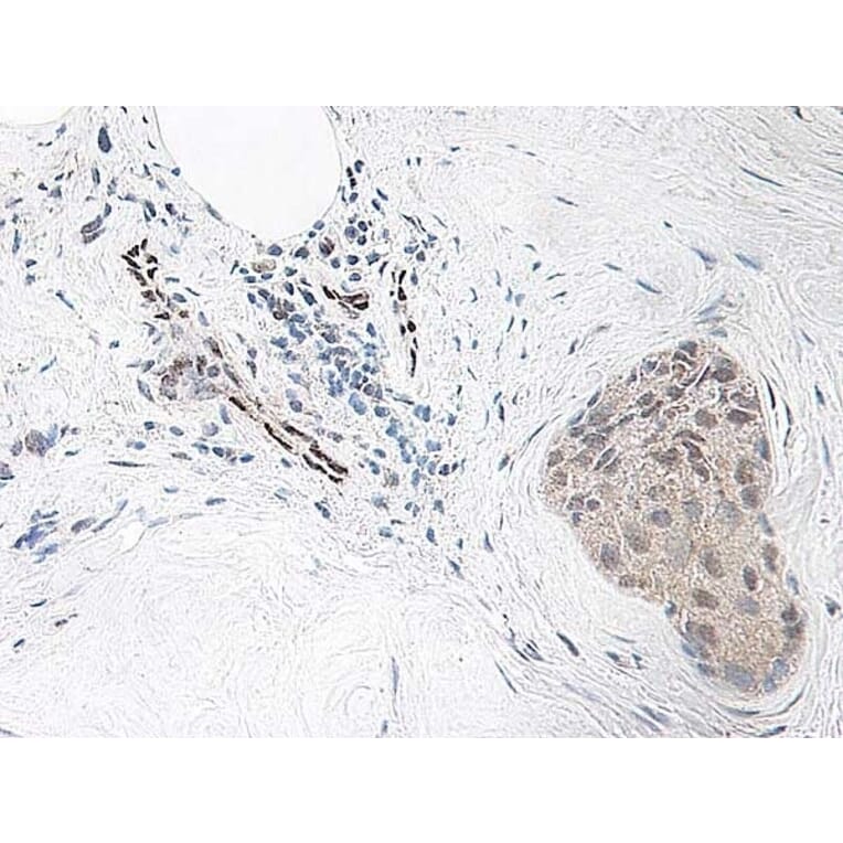 Immunohistochemistry - Anti-IL-33 Antibody - BSA and Azide free (A283132) - Antibodies.com