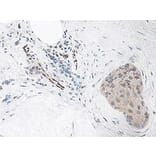 Immunohistochemistry - Anti-IL-33 Antibody - BSA and Azide free (A283132) - Antibodies.com