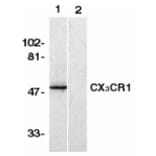 Western Blot - Anti-CX3CR1 Antibody (A283149) - Antibodies.com