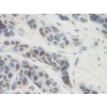 Immunohistochemistry - Anti-PAI1 Antibody - BSA and Azide free (A283160) - Antibodies.com