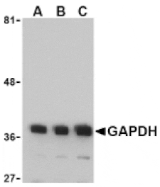 Western Blot - Anti-GAPDH Antibody (A283166) - Antibodies.com