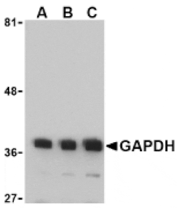 Western Blot - Anti-GAPDH Antibody (A283166) - Antibodies.com