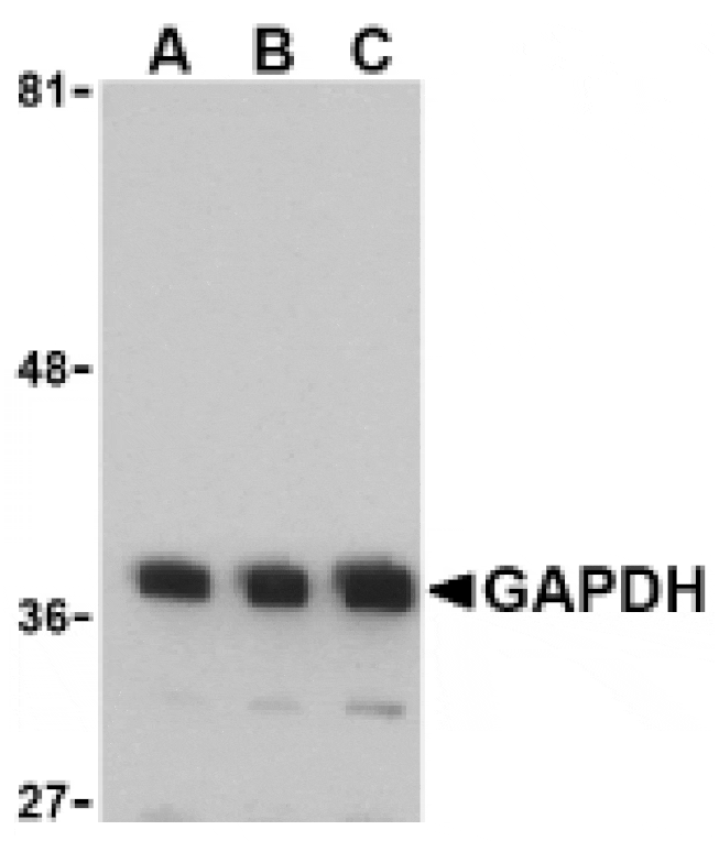 Western Blot - Anti-GAPDH Antibody (A283166) - Antibodies.com