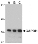 Western Blot - Anti-GAPDH Antibody (A283166) - Antibodies.com
