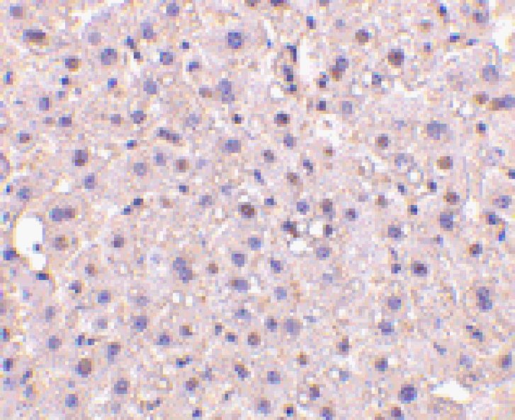 Immunohistochemistry - Anti-GAPDH Antibody (A283166) - Antibodies.com