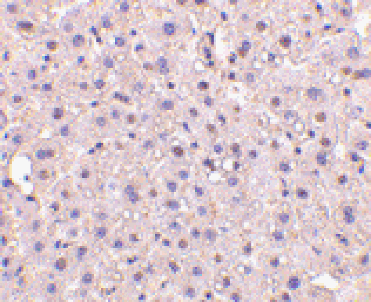 Immunohistochemistry - Anti-GAPDH Antibody (A283166) - Antibodies.com