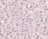 Immunohistochemistry - Anti-GAPDH Antibody (A283166) - Antibodies.com