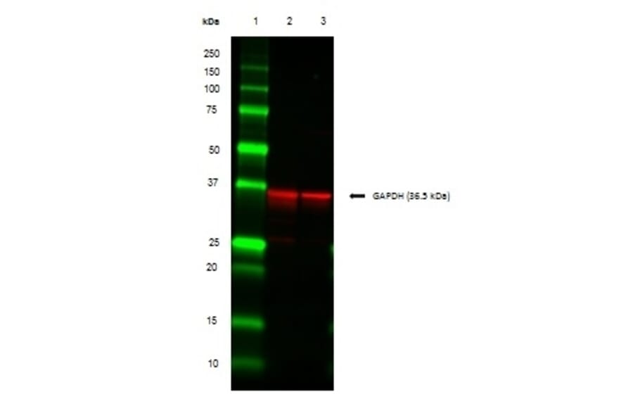 SDS-PAGE - Anti-GAPDH Antibody (A283166) - Antibodies.com