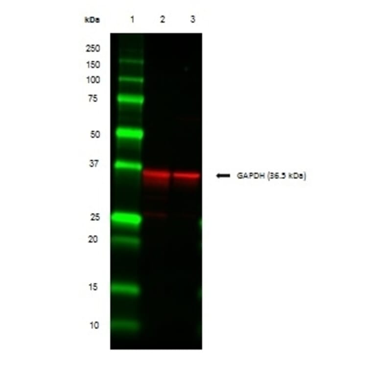 SDS-PAGE - Anti-GAPDH Antibody (A283166) - Antibodies.com