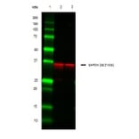 SDS-PAGE - Anti-GAPDH Antibody (A283166) - Antibodies.com
