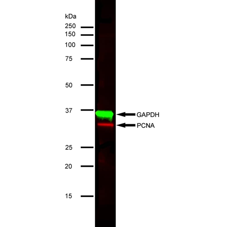 SDS-PAGE - Anti-GAPDH Antibody (A283166) - Antibodies.com