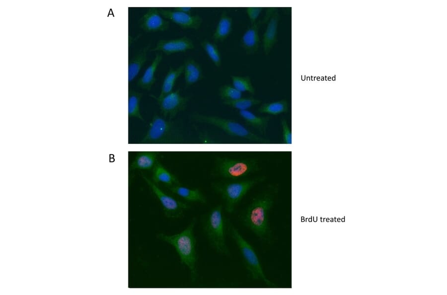 Flow Cytometry - Anti-GAPDH Antibody (A283166) - Antibodies.com