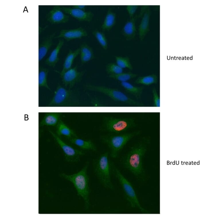 Flow Cytometry - Anti-GAPDH Antibody (A283166) - Antibodies.com