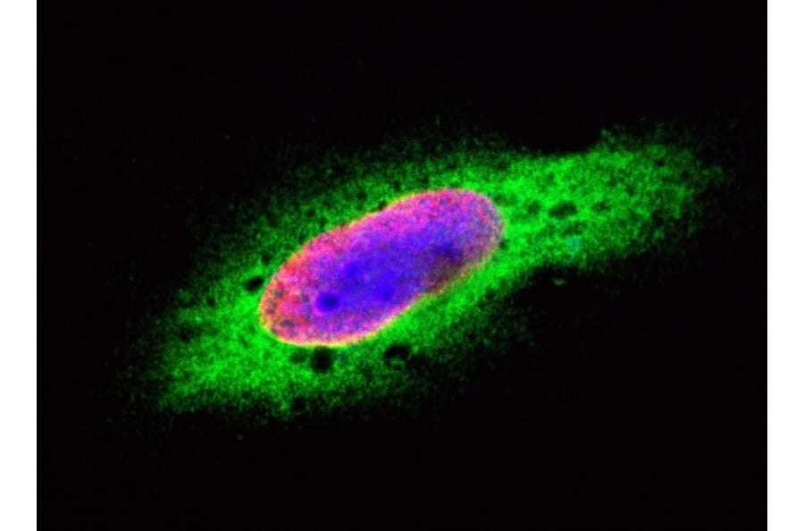 Flow Cytometry - Anti-GAPDH Antibody (A283166) - Antibodies.com