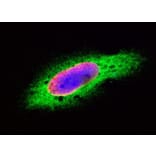 Flow Cytometry - Anti-GAPDH Antibody (A283166) - Antibodies.com