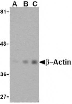 Western Blot - Anti-beta Actin Antibody (A283168) - Antibodies.com