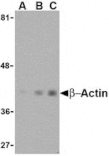 Western Blot - Anti-beta Actin Antibody (A283168) - Antibodies.com