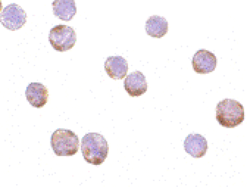 Immunocytochemistry - Anti-beta Actin Antibody (A283168) - Antibodies.com