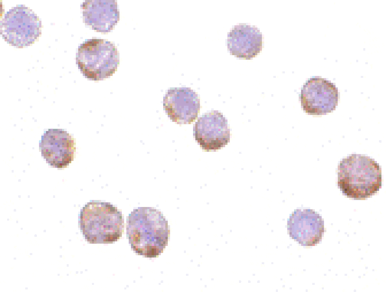 Immunocytochemistry - Anti-beta Actin Antibody (A283168) - Antibodies.com