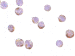 Immunocytochemistry - Anti-beta Actin Antibody (A283168) - Antibodies.com