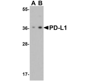 Western Blot - Anti-PD-L1 Antibody (A283184) - Antibodies.com