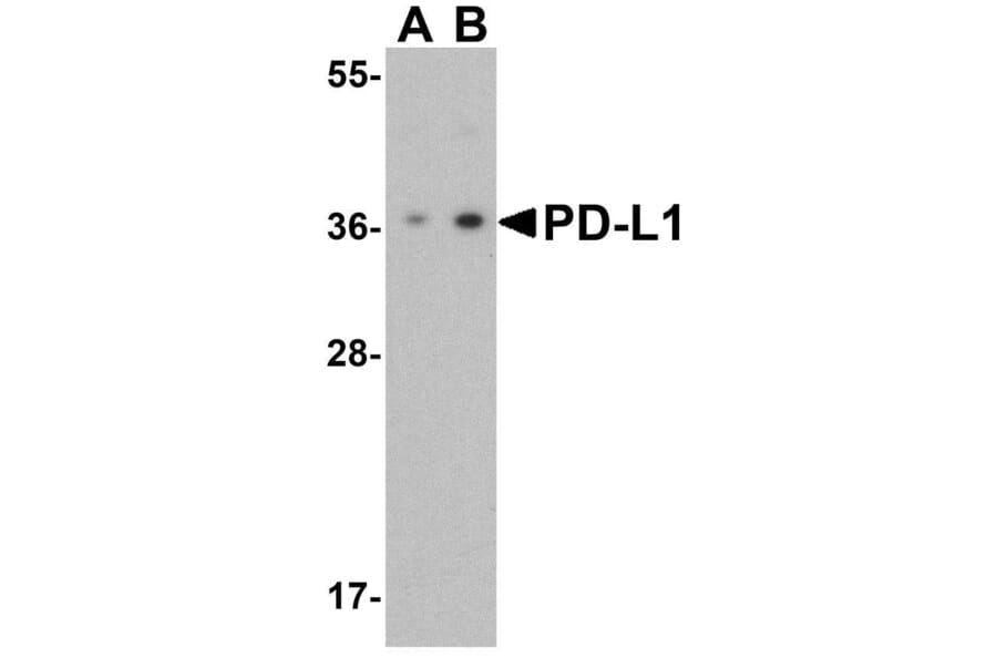 Western Blot - Anti-PD-L1 Antibody (A283184) - Antibodies.com