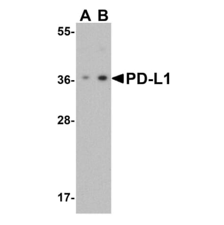 Western Blot - Anti-PD-L1 Antibody (A283184) - Antibodies.com