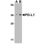 Western Blot - Anti-PD-L1 Antibody (A283184) - Antibodies.com