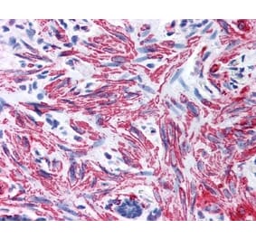 Immunohistochemistry - Anti-MYL9 Antibody (A283194) - Antibodies.com