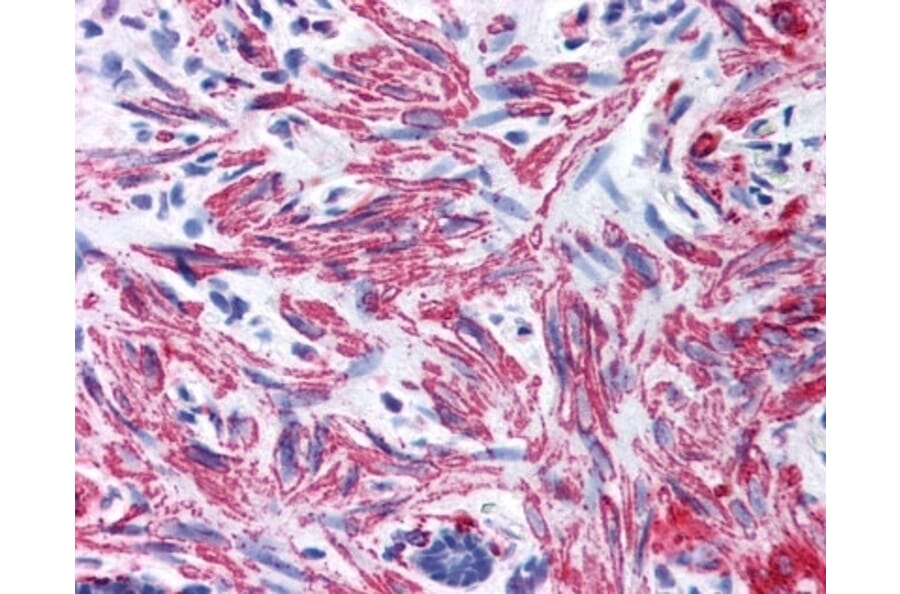 Immunohistochemistry - Anti-MYL9 Antibody (A283194) - Antibodies.com